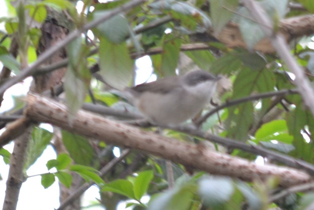 richiesta identificazione